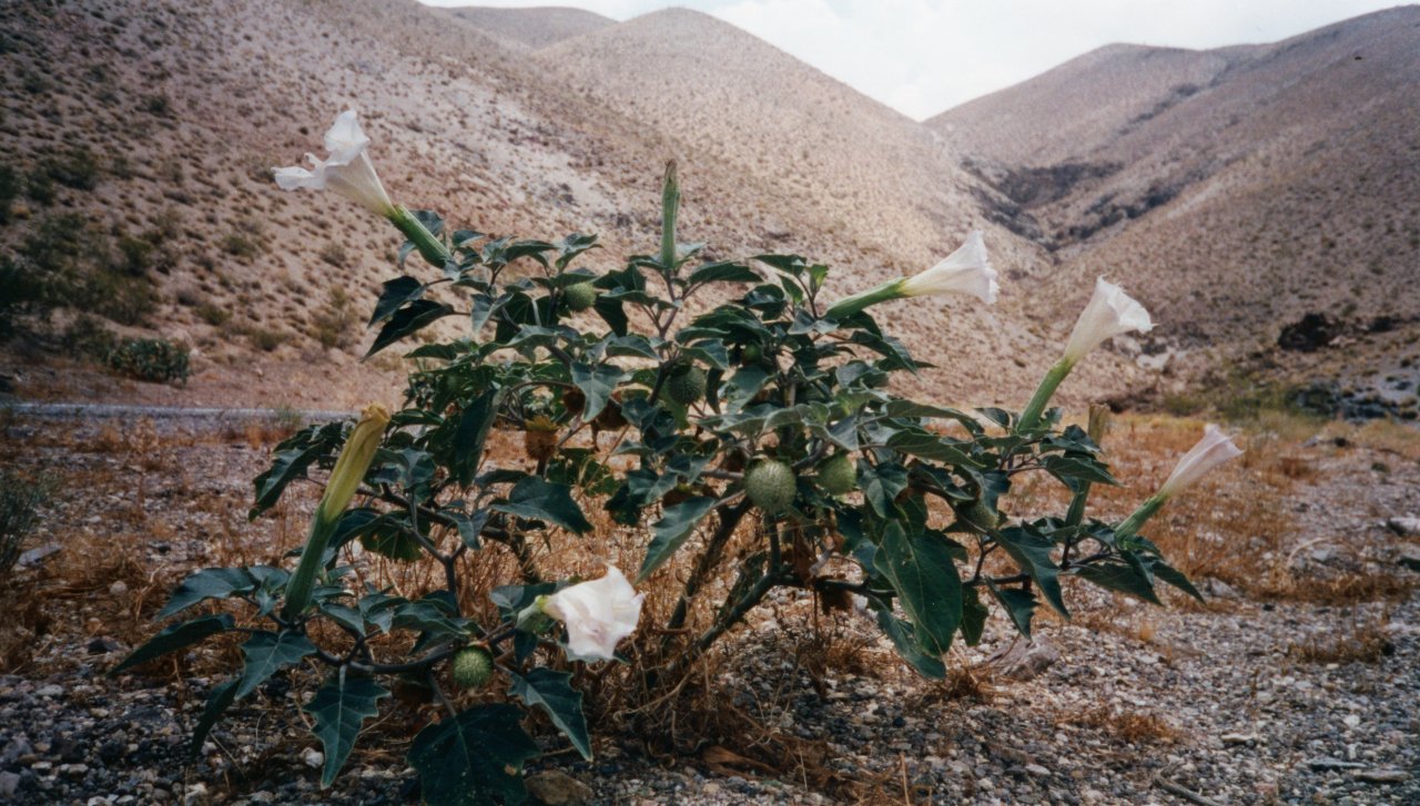 AandM in Death Valley 2001